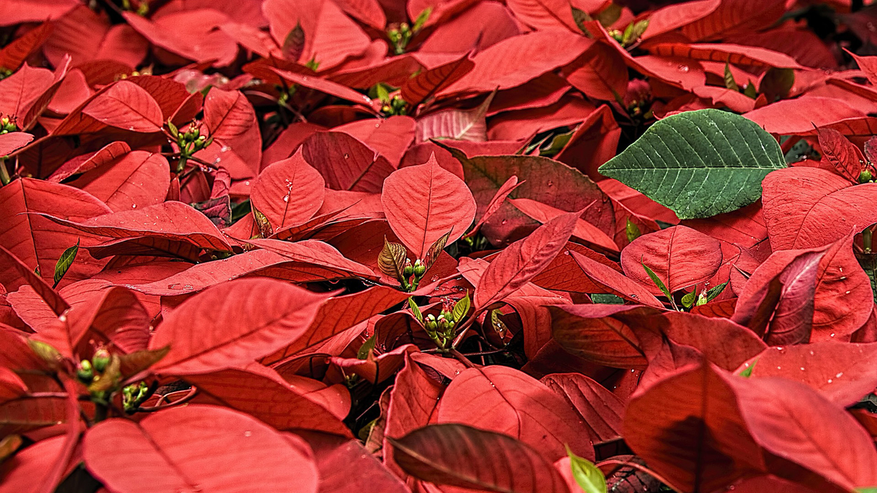 poinsettia-gcba3b0bc6_1920