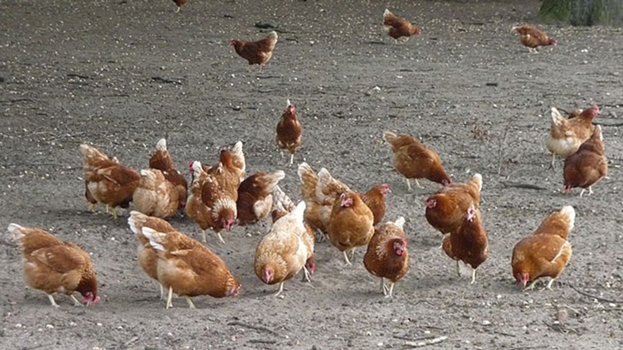 Tweede Keer Ophokplicht Na Uitbraak Vogelgriep Dit Jaar - Vroege Vogels ...