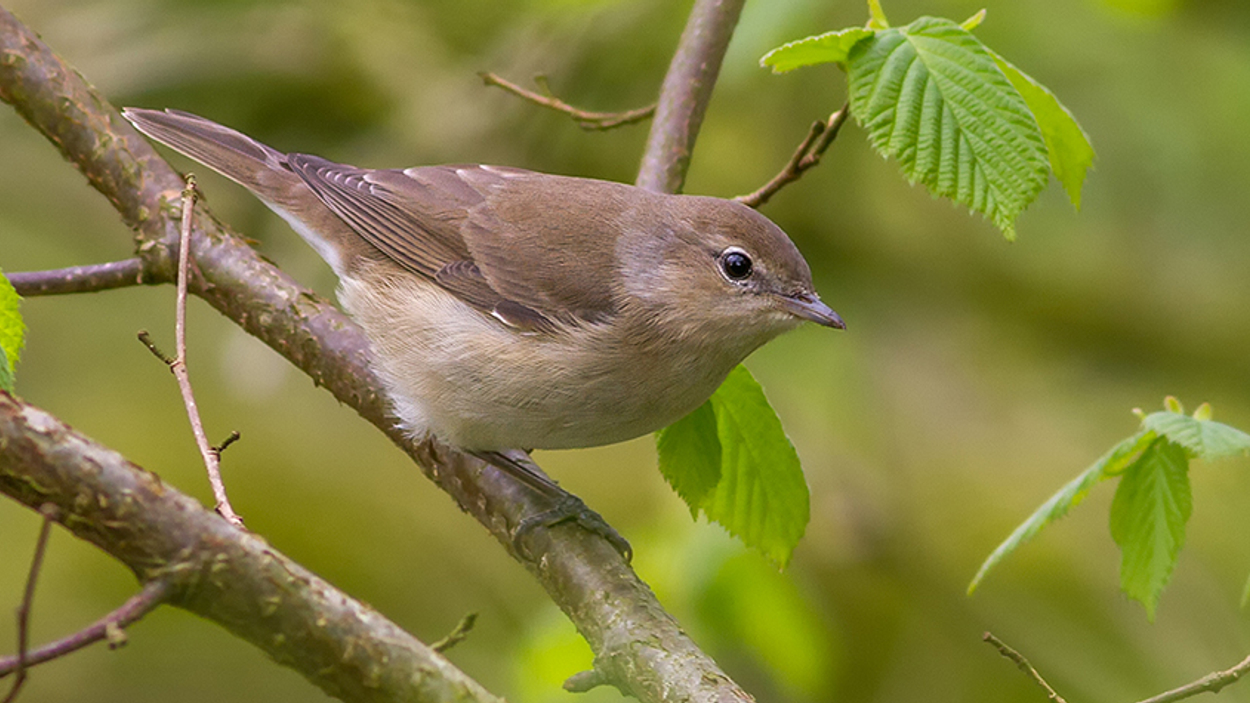 Fenolijn Mei Vroege Vogels Bnnvara