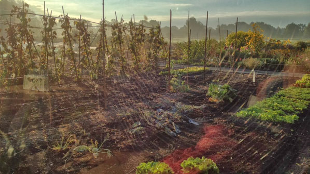 moestuin-2