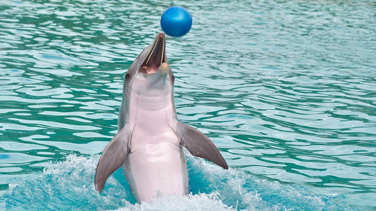 Fokken St verhaal Steeds meer verzet tegen verkoop dolfijnen Dolfinarium - Vroege Vogels -  BNNVARA