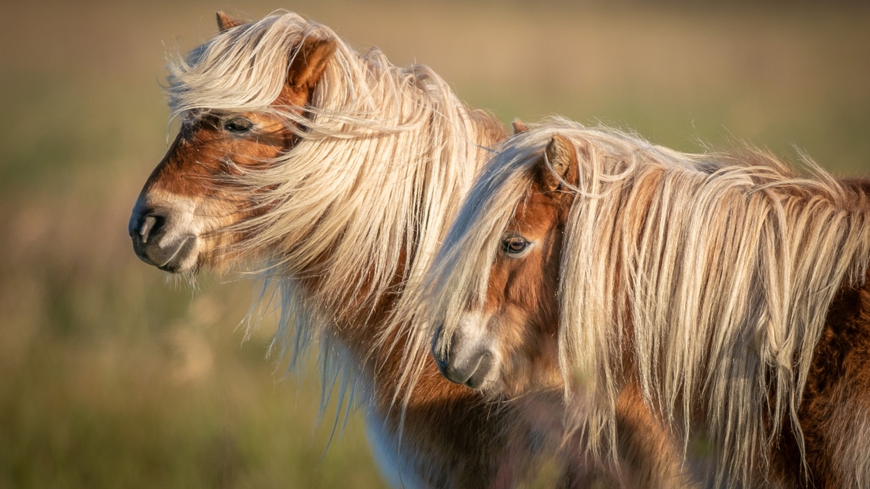 Pony's in de wind