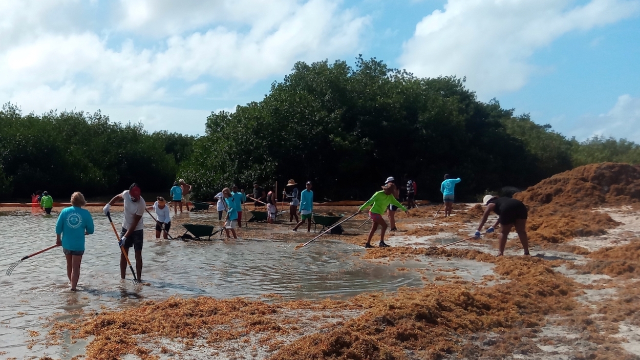 sargassum (c) Arno Verhoeven Mangrove Maniacs