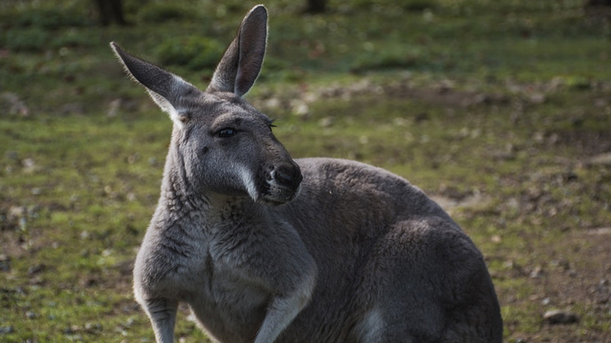 kangoeroe pixabay