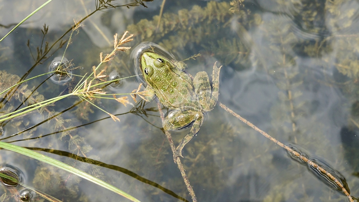 frog-2549753_1280