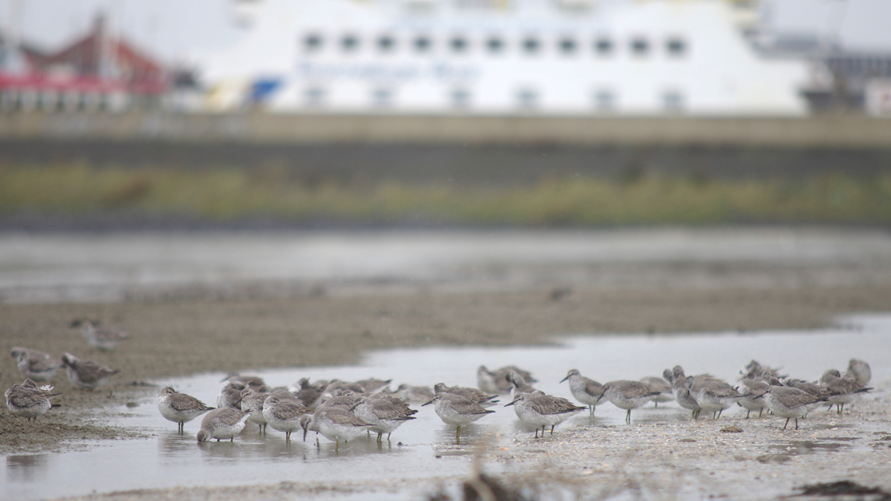 kanoeten voor de kust van Harlingen