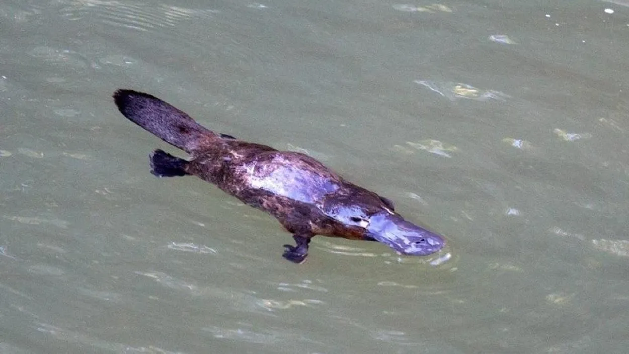 Geen zoogdier zo bijzonder als het vogelbekdier - Vroege Vogels - BNNVARA