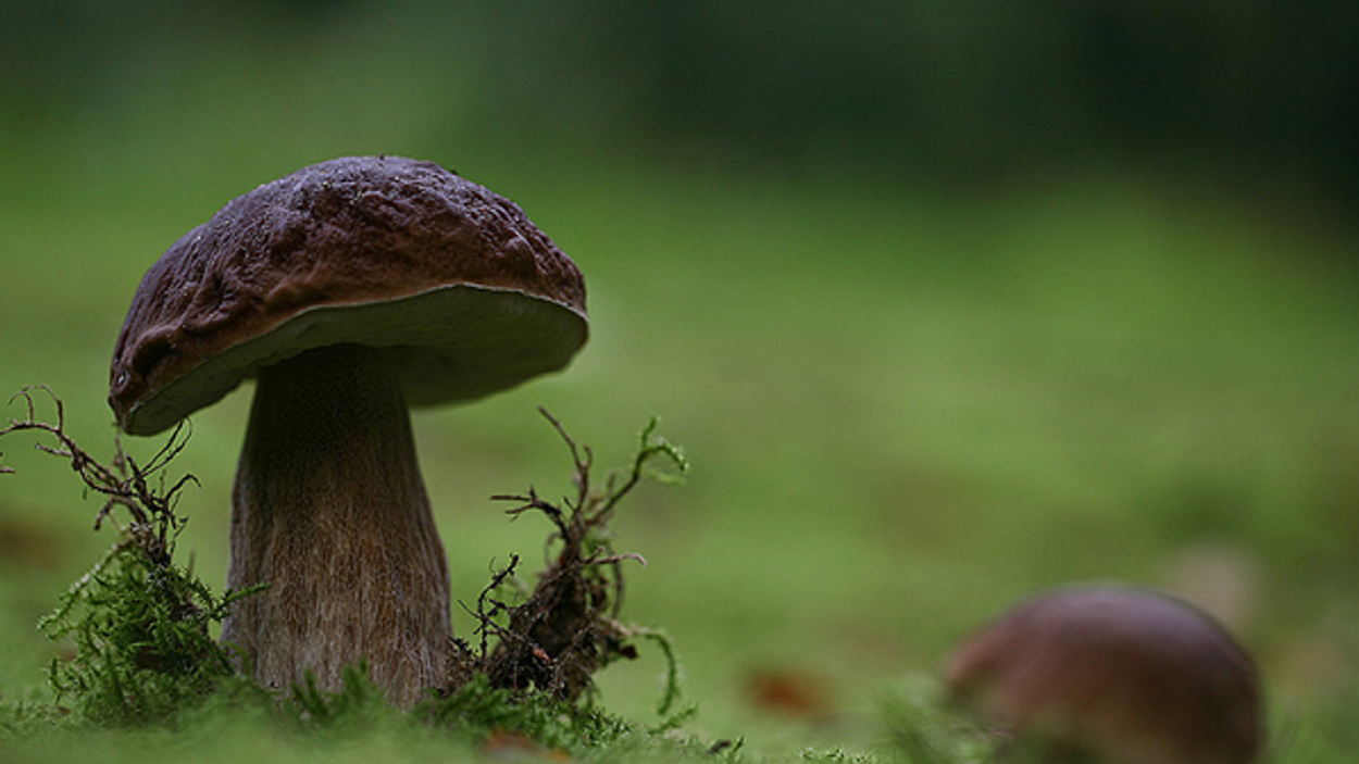eekhoorntjesbrood_huubverbeek