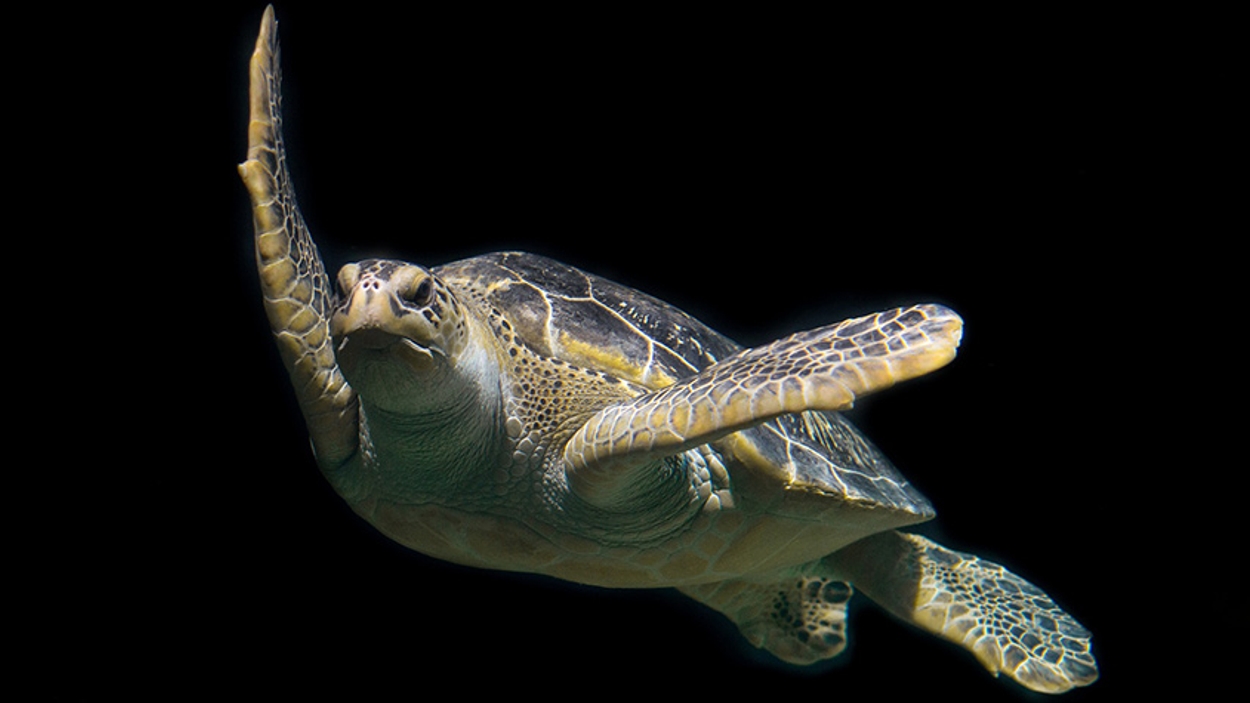 Groene zeeschildpad - Pixabay