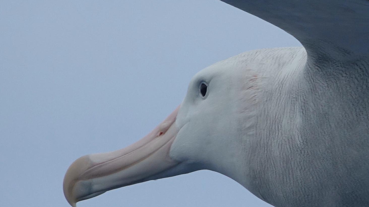 grote Oceaan Grondwet oppakken Wat heeft de albatros met atoomproeven te maken? - Vroege Vogels - BNNVARA