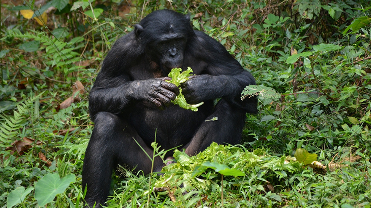 Bonobo Congo