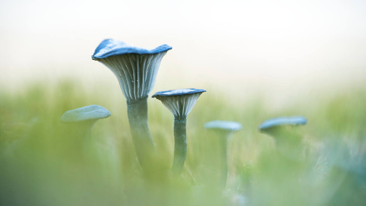 Blauwgroen trechtertje