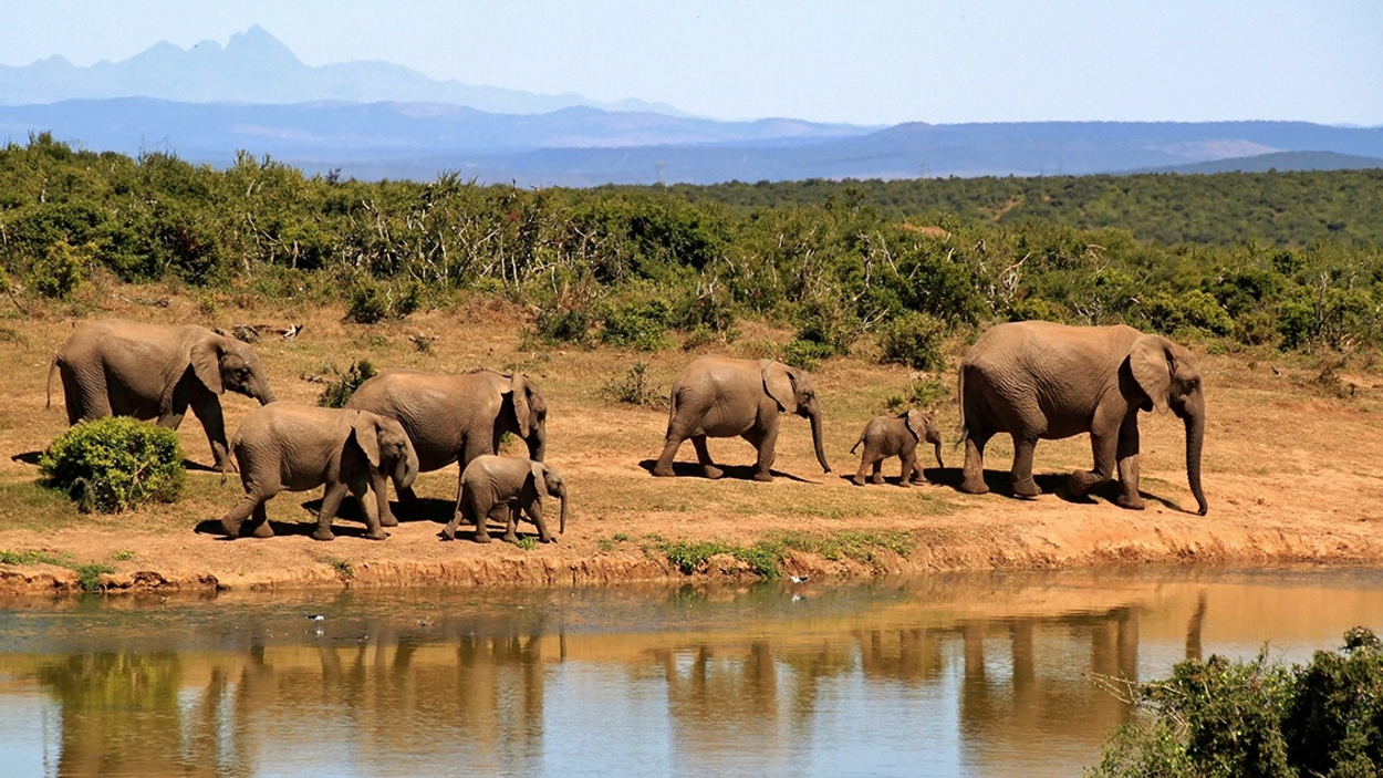 Afrikaanse-olifant-pixabay