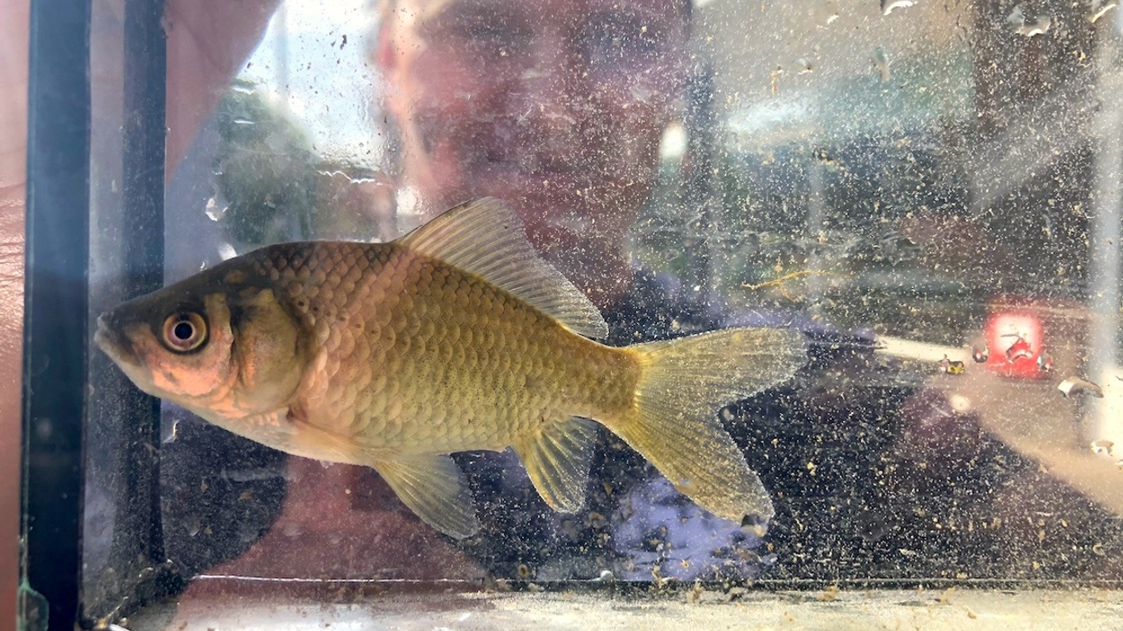 goudvis uit Spoorbeek