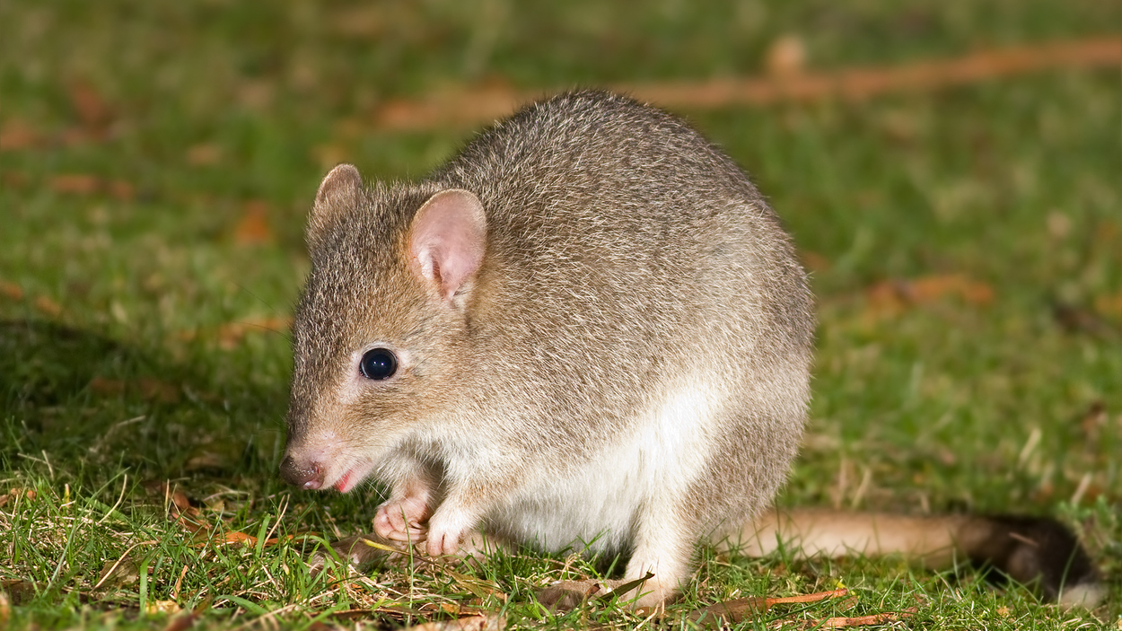 Eastern bettong.
