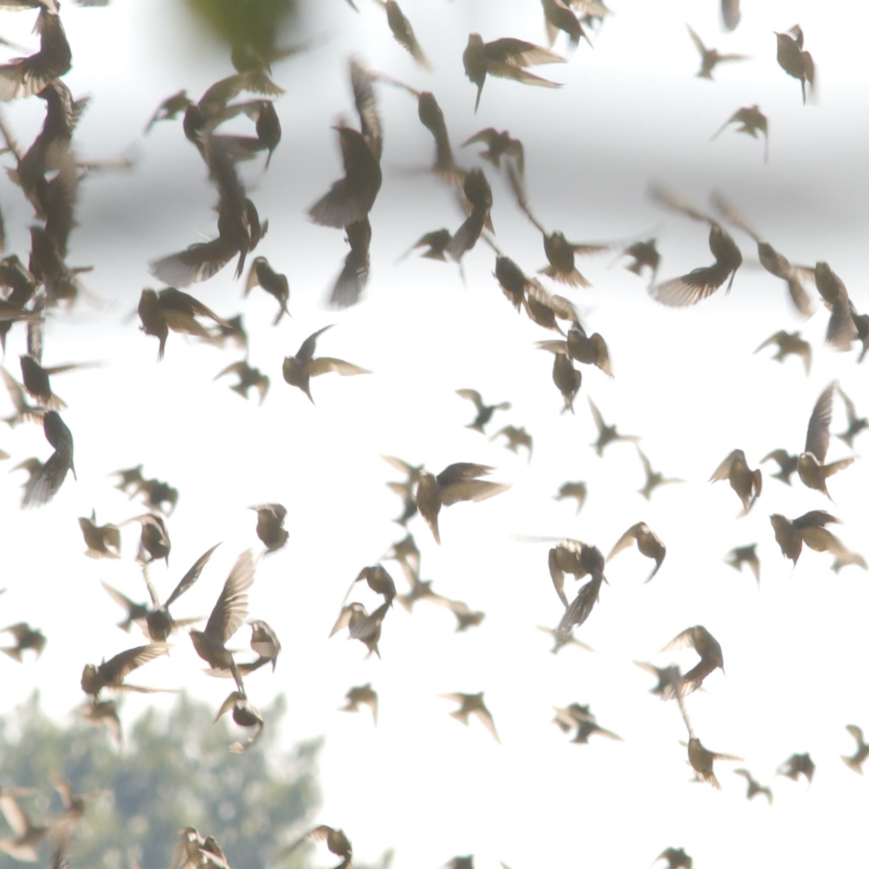 Spreeuwen In Vlucht | Winnaar Zelf Geschoten - Vroege Vogels - BNNVARA