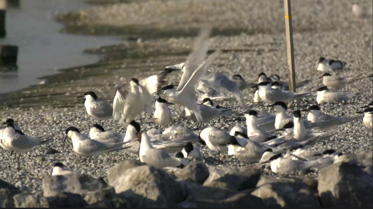 Een Jaar Na Vogelgriep Blijft Het Stil In De Putten - Vroege Vogels ...