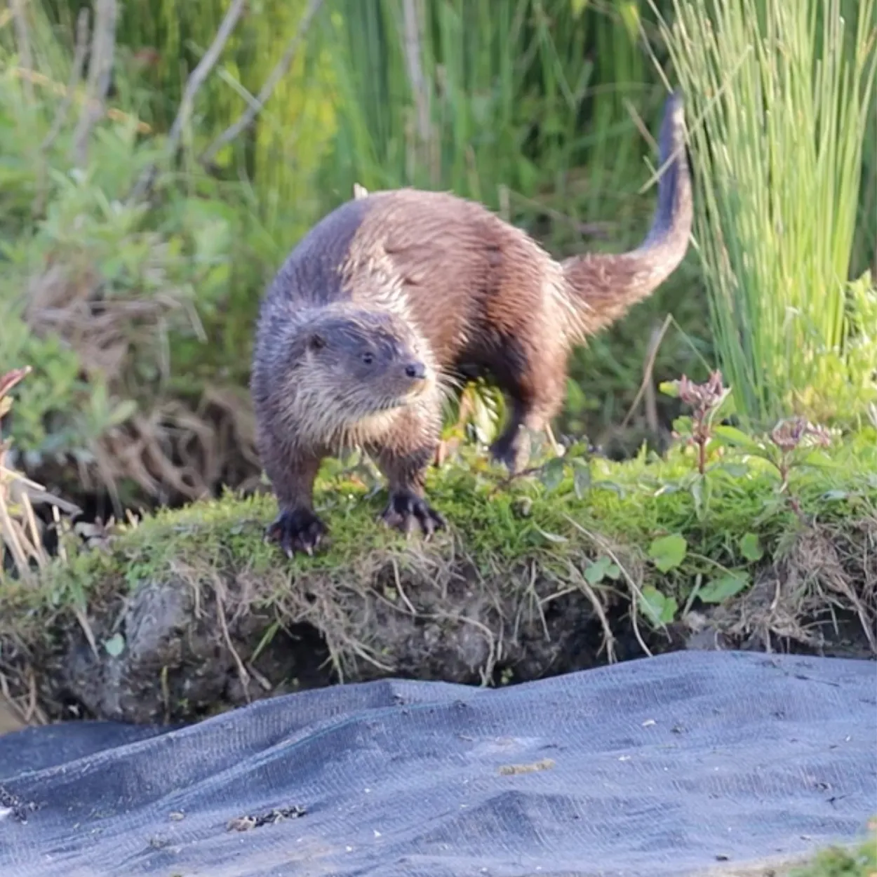 Otter neemt een duik | Zelf Geschoten - Vroege Vogels - BNNVARA