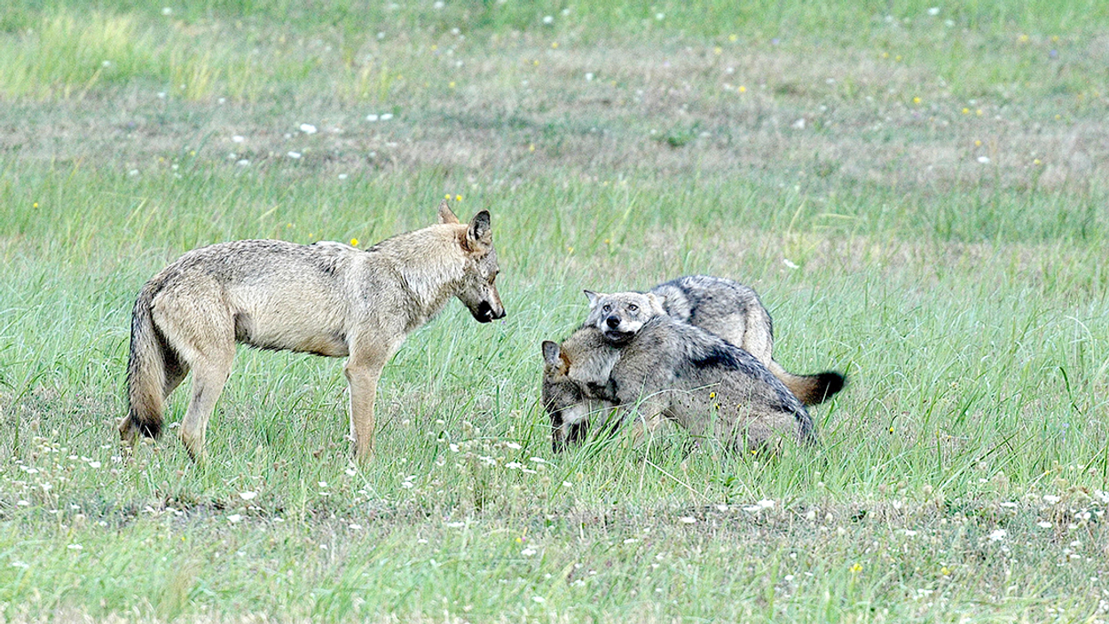 The Wolf in the Theater – Early Birds