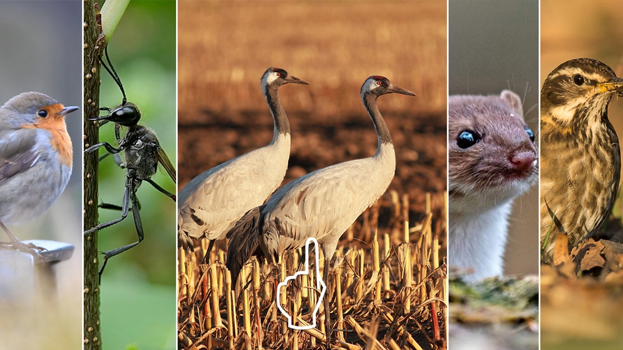 Van De Kleinste Roofdieren Tot Bijzondere Parasieten | Nu In De Natuur ...