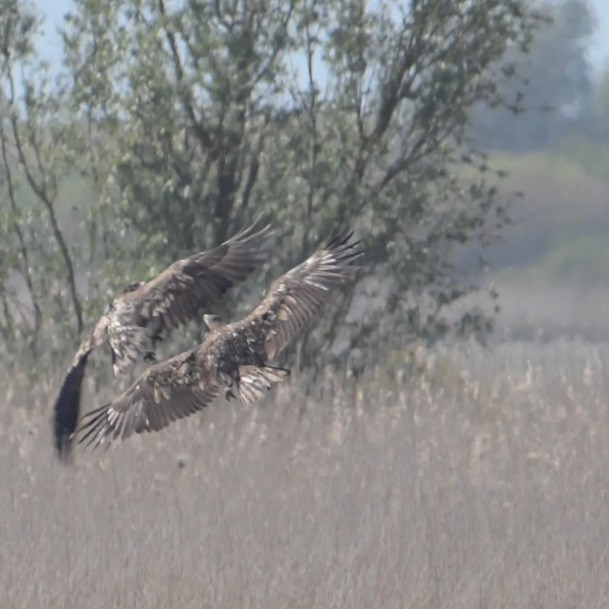 Jonge zeearenden | Zelf Geschoten - Vroege Vogels - BNNVARA