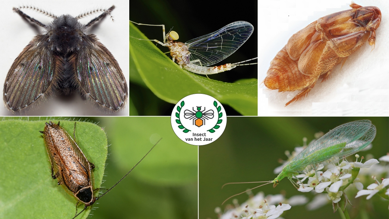 01 Insect van het jaar verkiezing