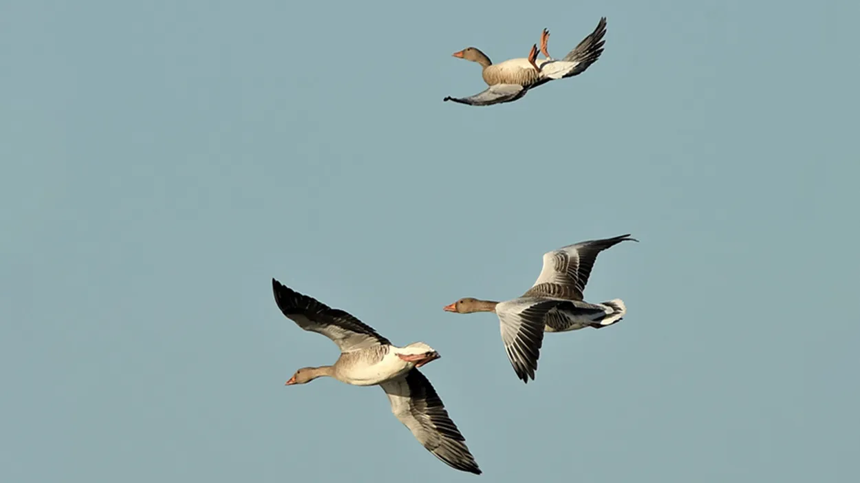 Capriolen van vliegende vogels | Fotoserie - Vroege Vogels - BNNVARA