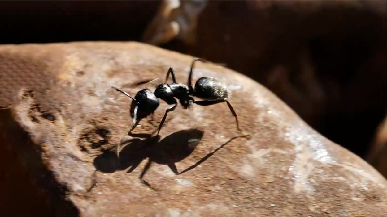Bijzondere mieren langs het spoor - Vroege Vogels - BNNVARA