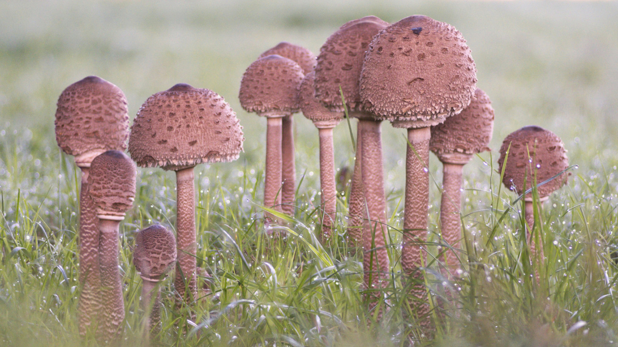 grote-parasolzwam_633036c4d46a8_large
