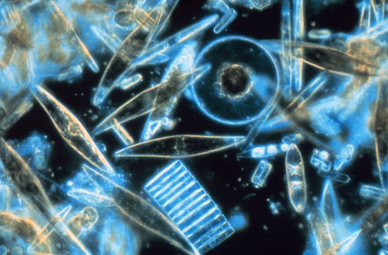 Marien fytoplankton