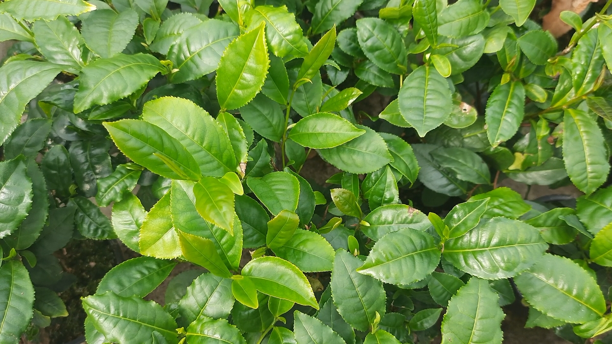 Theeplant (Camellia Silensis)