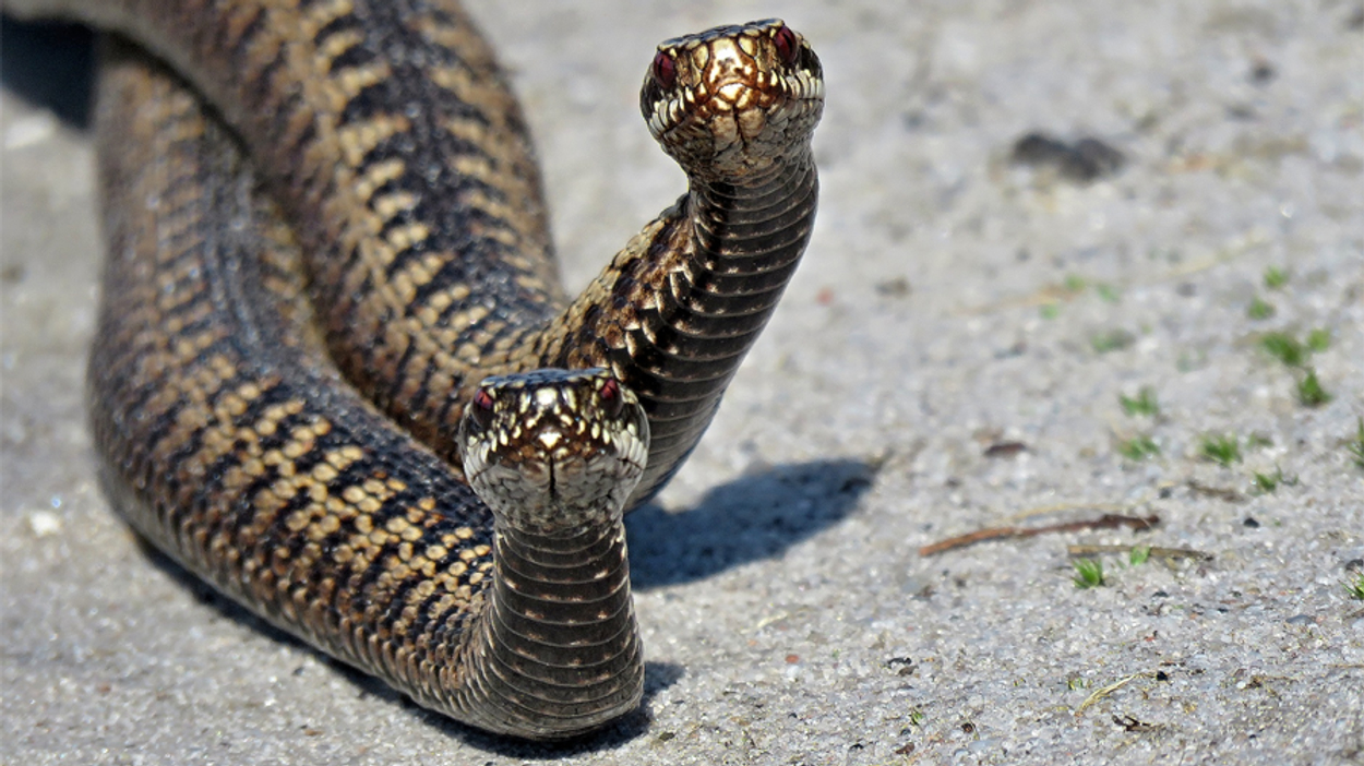 Adder - gerrit 1957