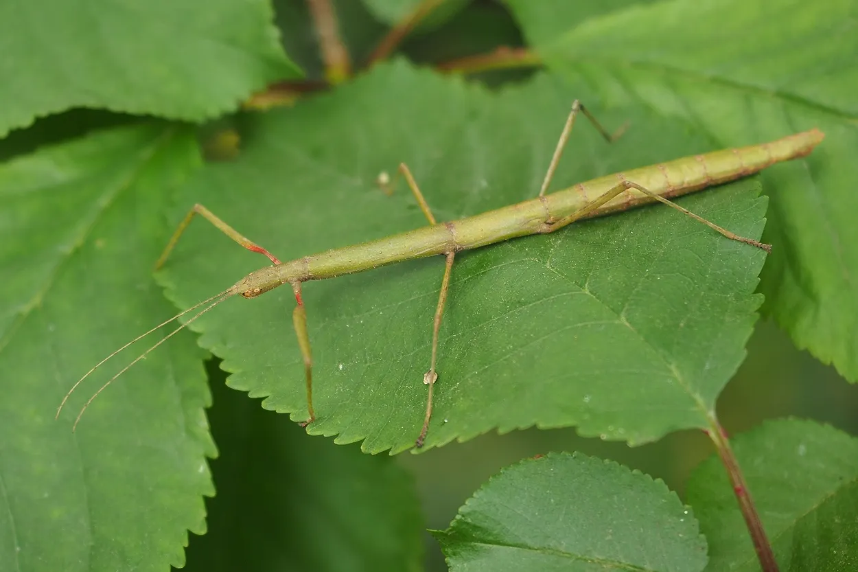 Hoe Oud Wordt Een Wandelende Tak