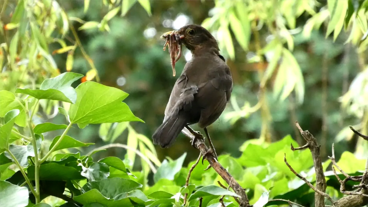 Merel met snavel vol wormen | Zelf Geschoten - Vroege Vogels - BNNVARA