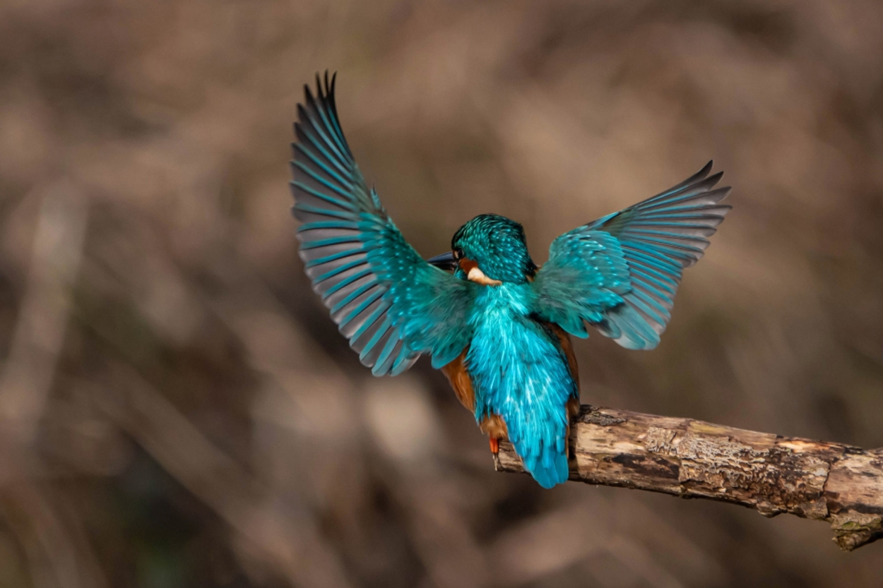 ijsvogel