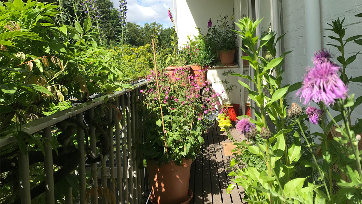 bijenbalkon