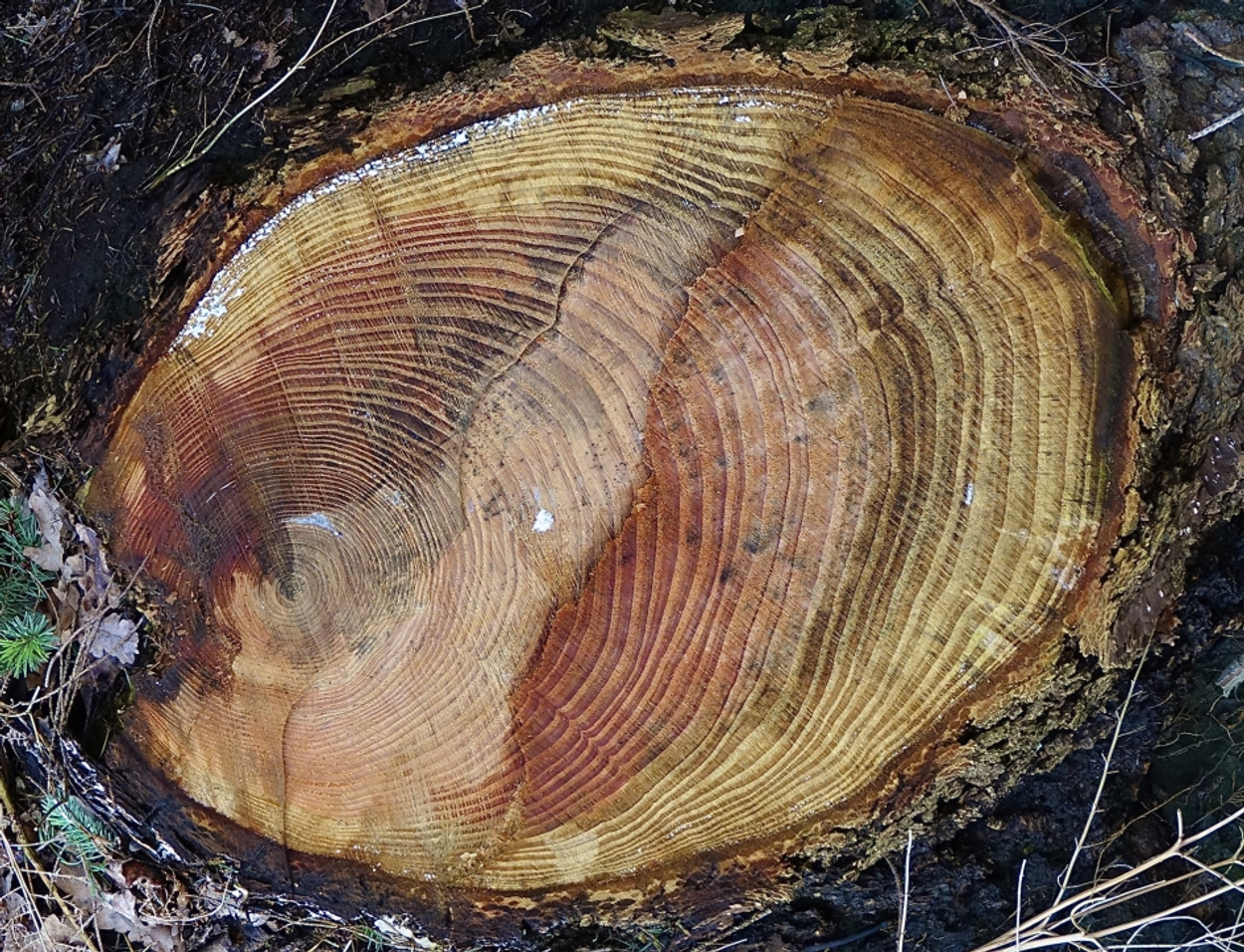 Jaarringen boom