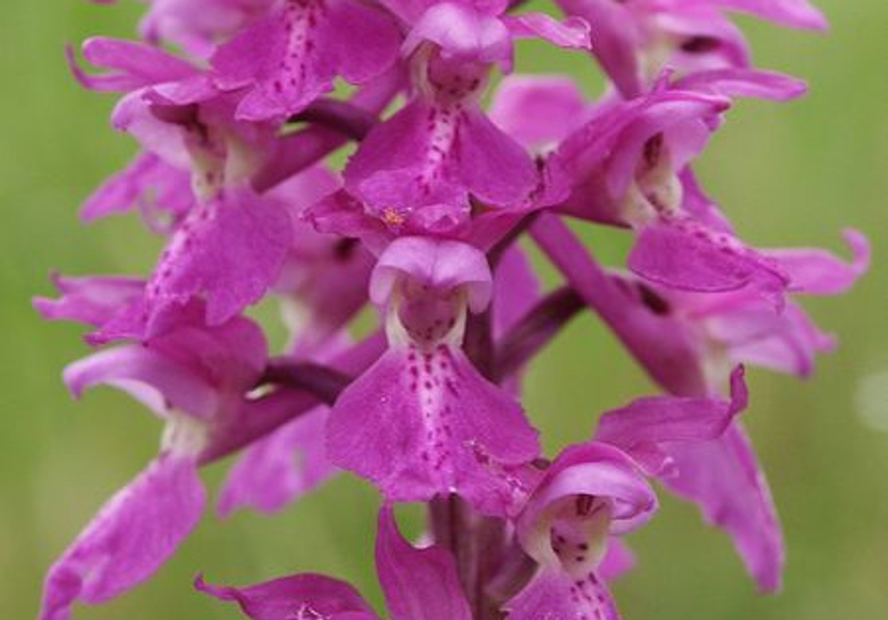mannetjesorchis.jpg