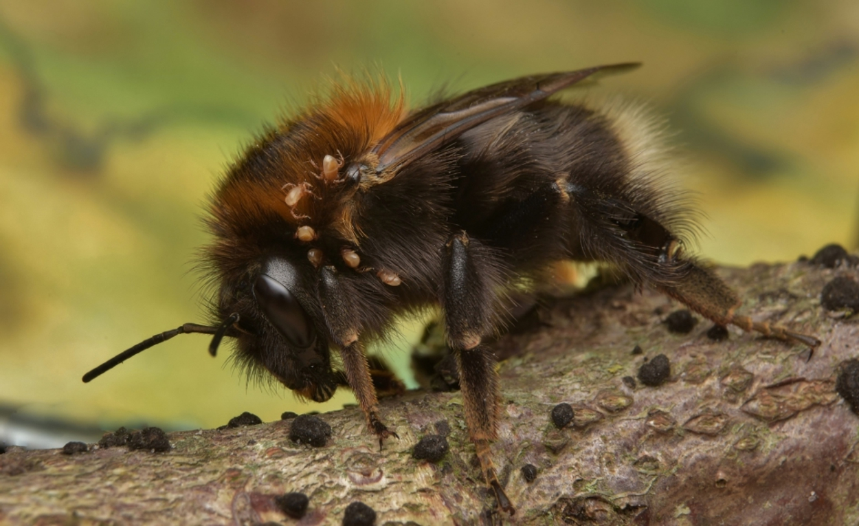 boomhommel_5e67b967df594_medium