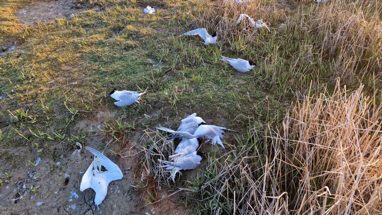 Vogelgriep in kolonie grote sterns