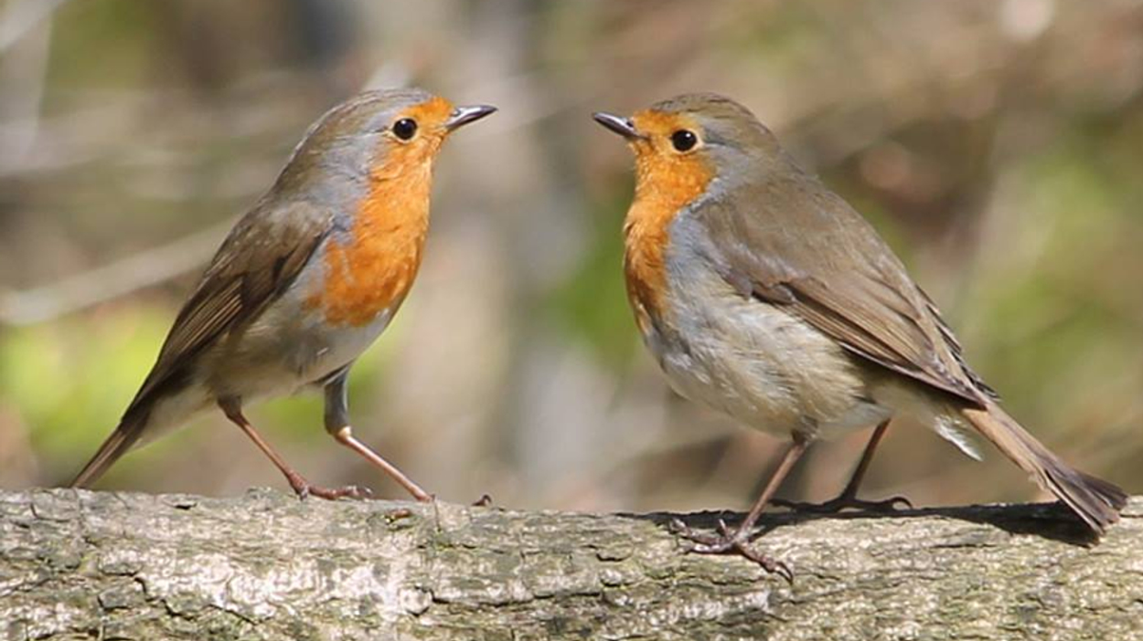 Roodborst 2