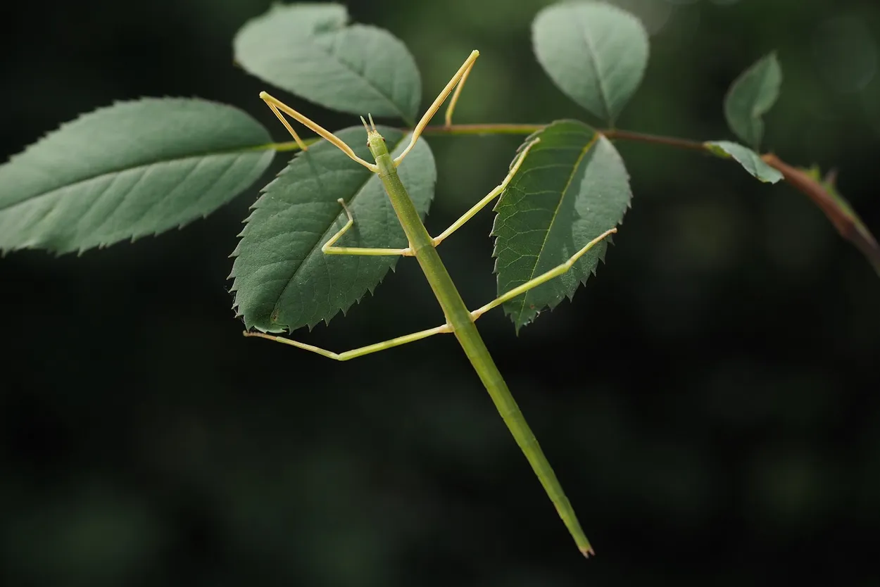 Gallische wandelende tak aan de wandel - Vroege Vogels - BNNVARA