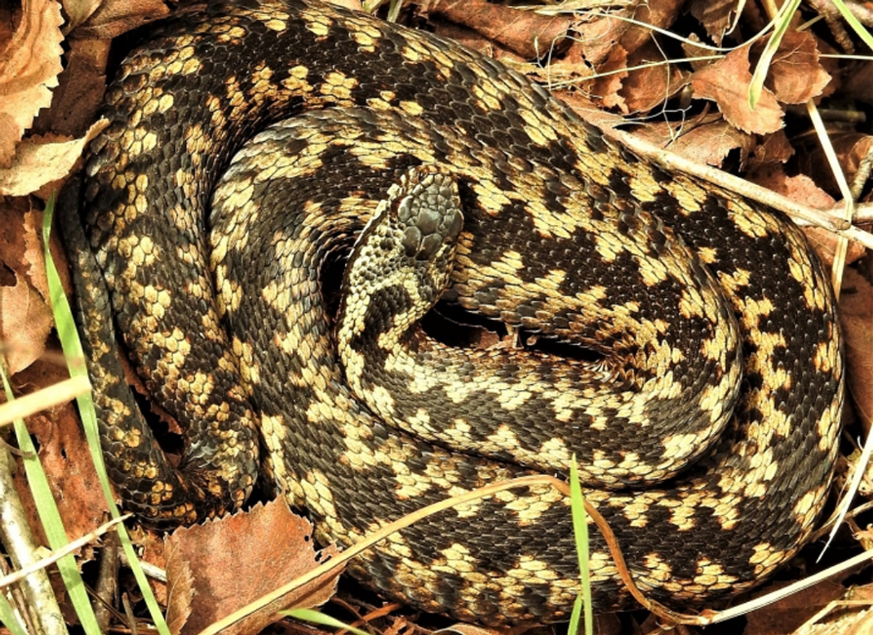 adder - hbrummelhuis