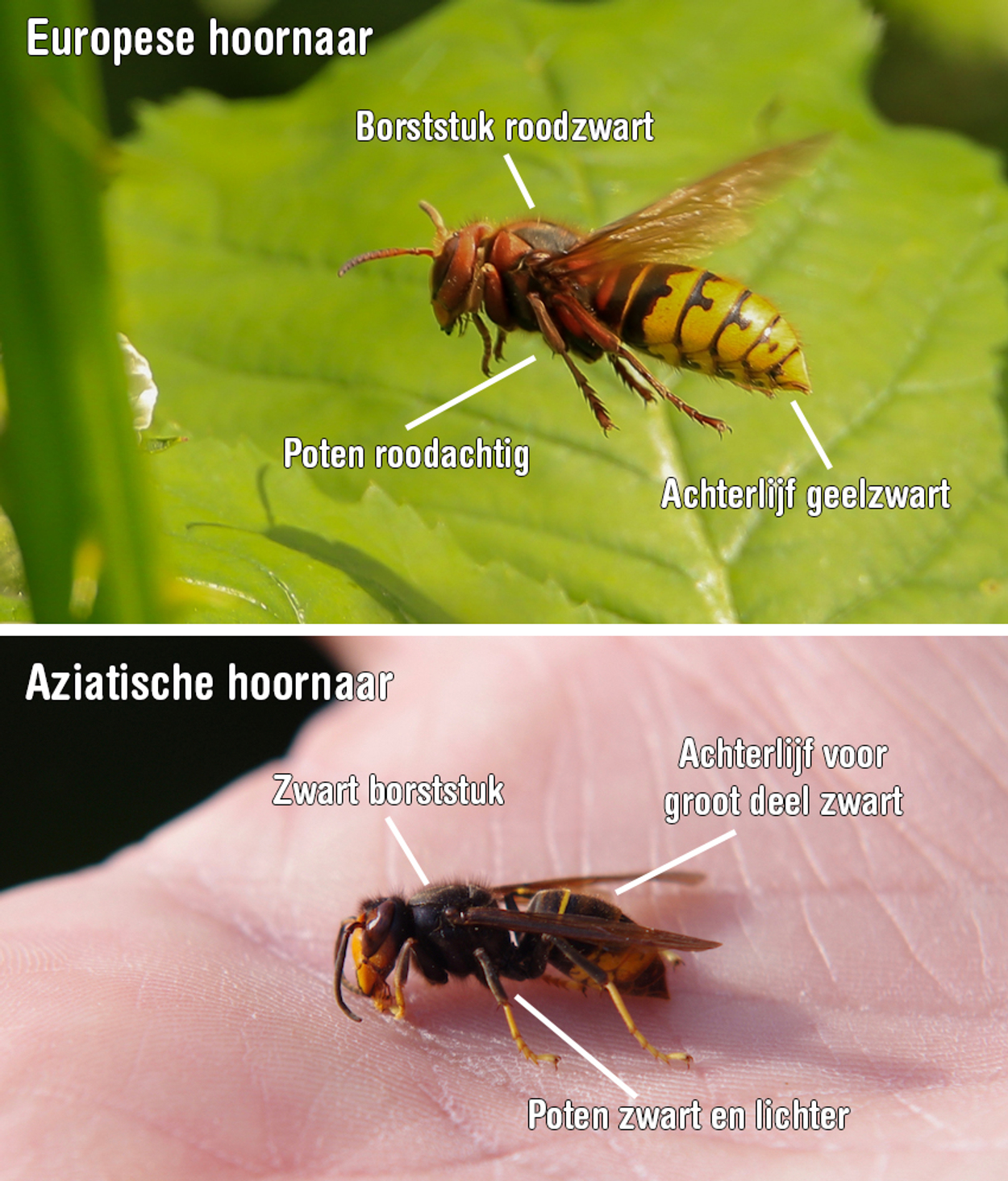 Europese en Aziatische hoornaar