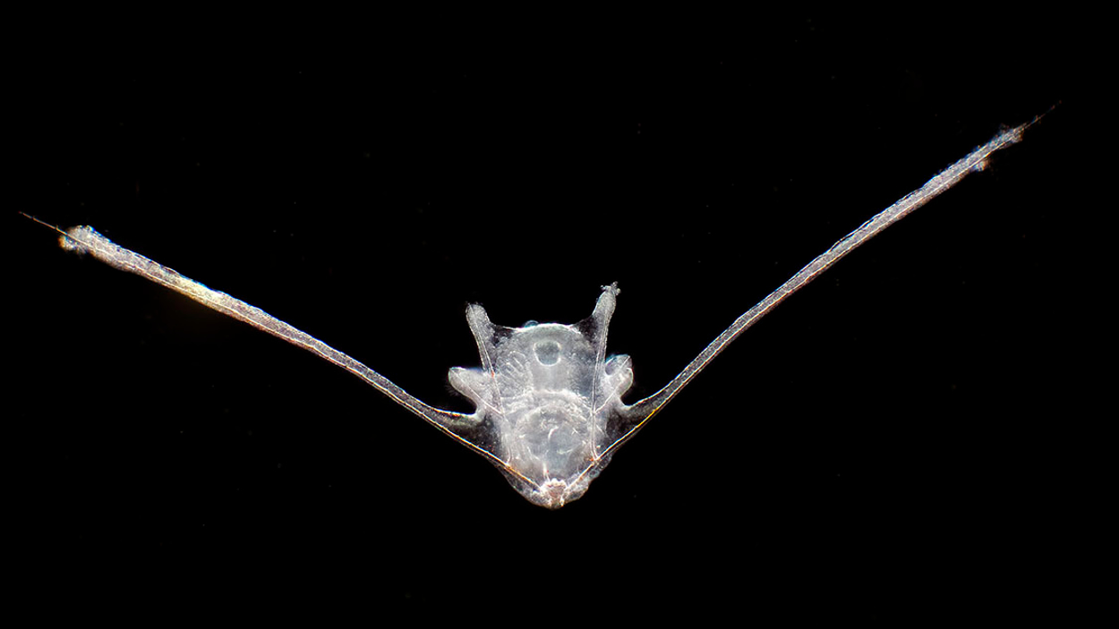 planktonium04