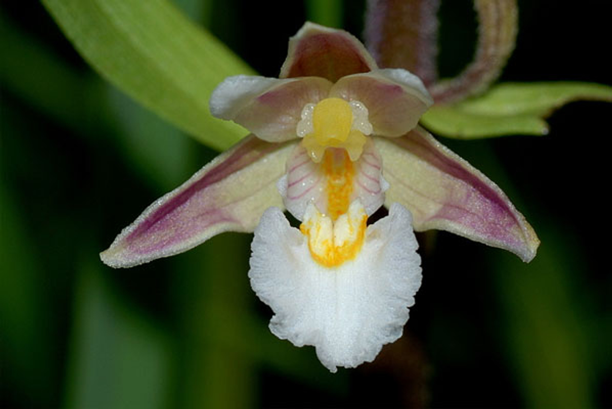 moeraswespenorchis