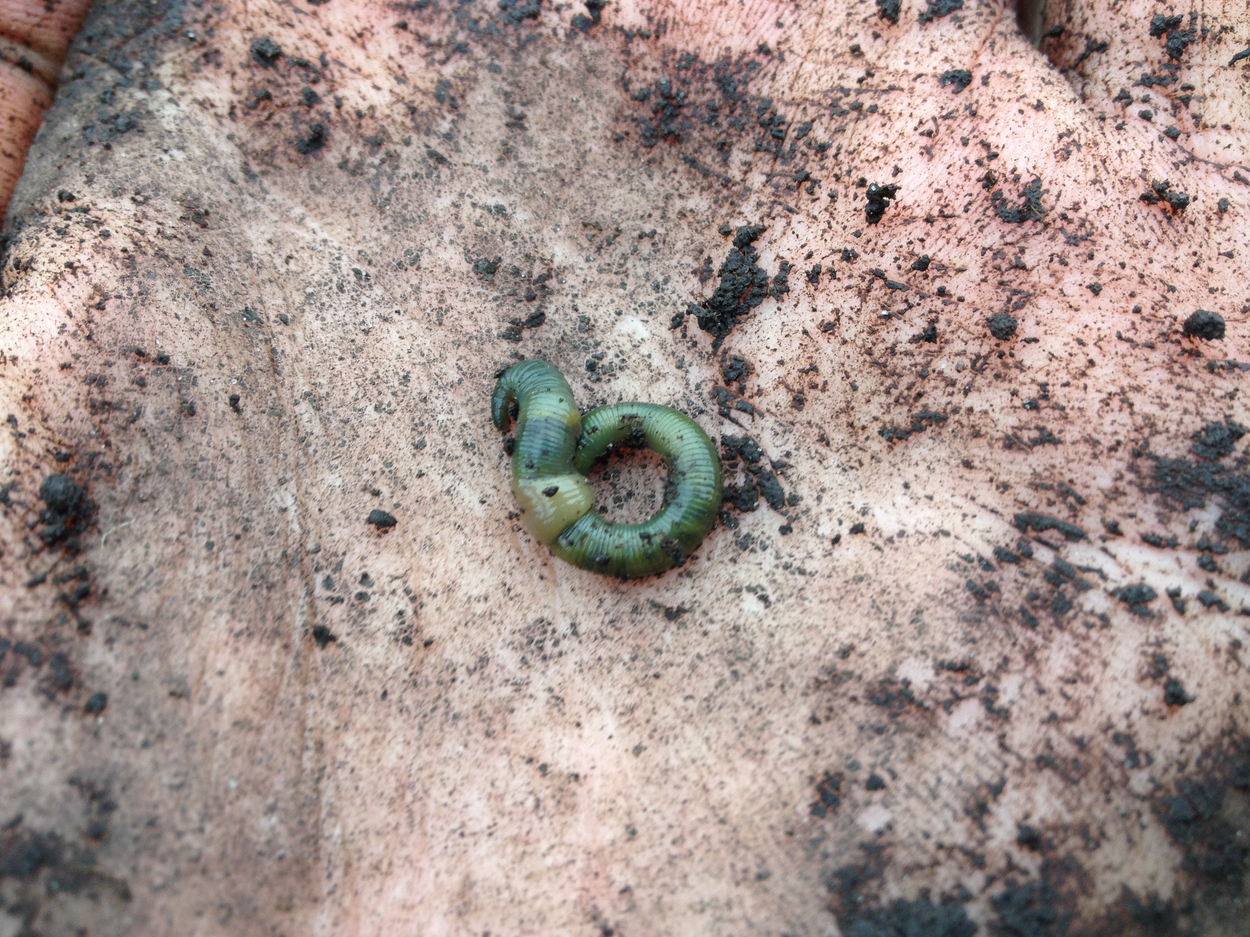 Groene regenworm - Allolobophora chlorotica