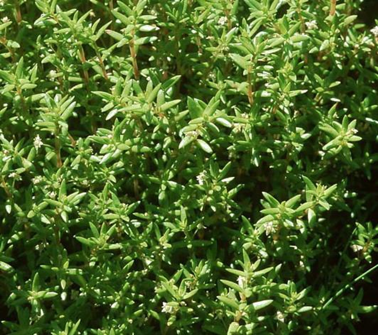watercrassula__1_.jpg