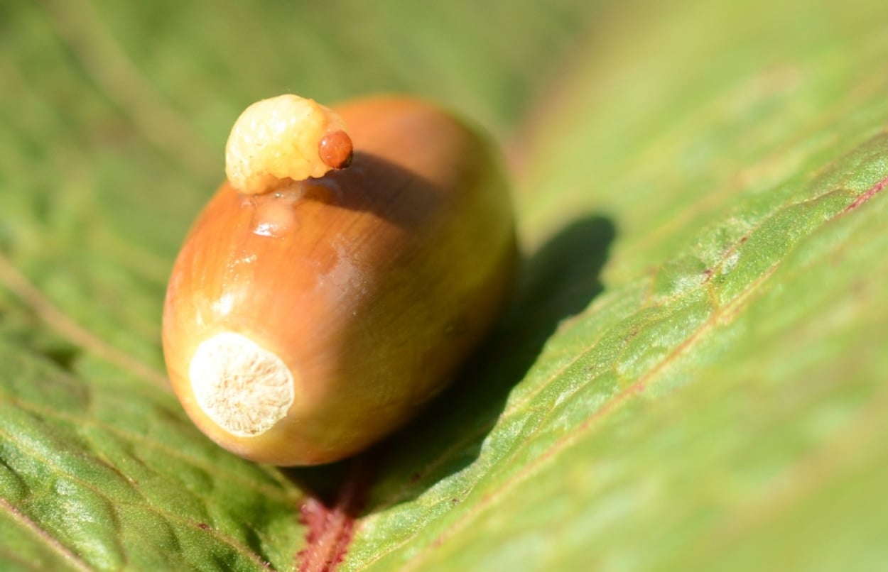 Een Noot Achter Een Insect Bijvoorbeeld