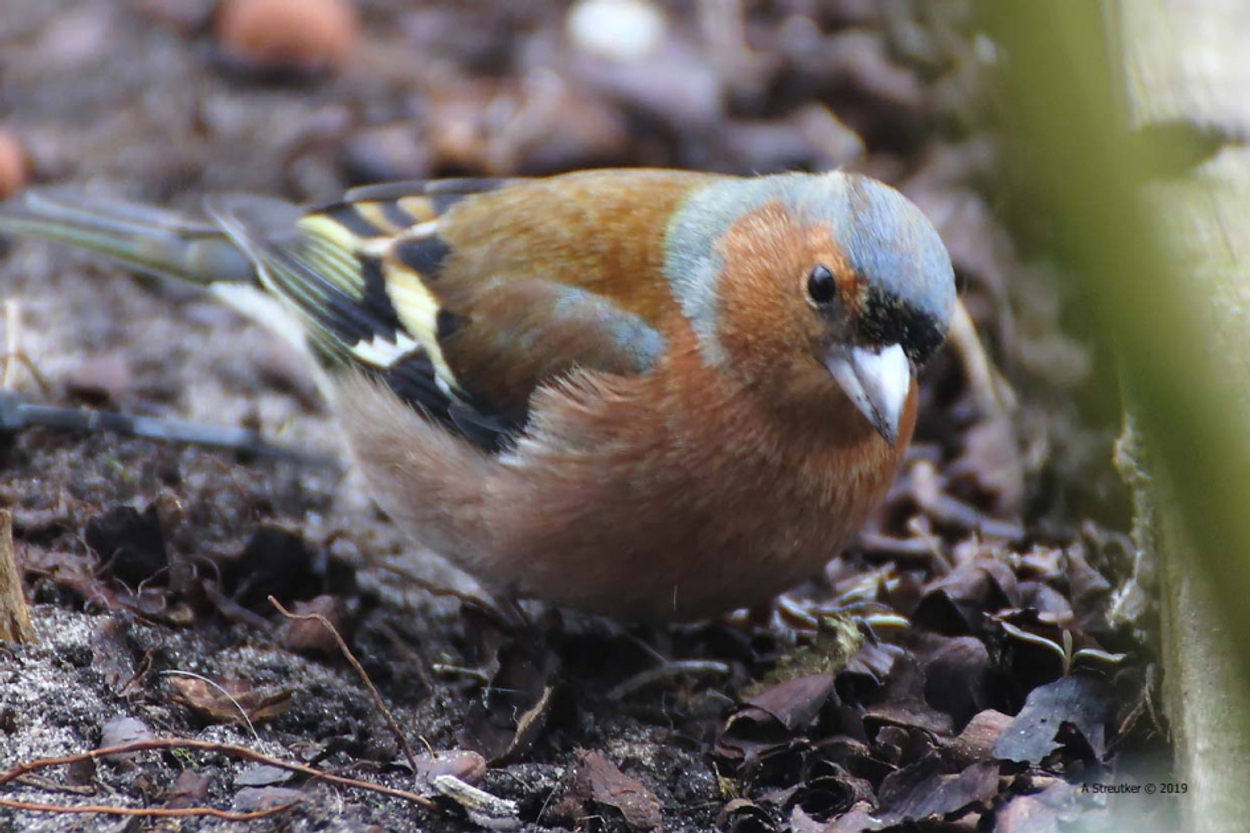 vink_5c543027608de_medium